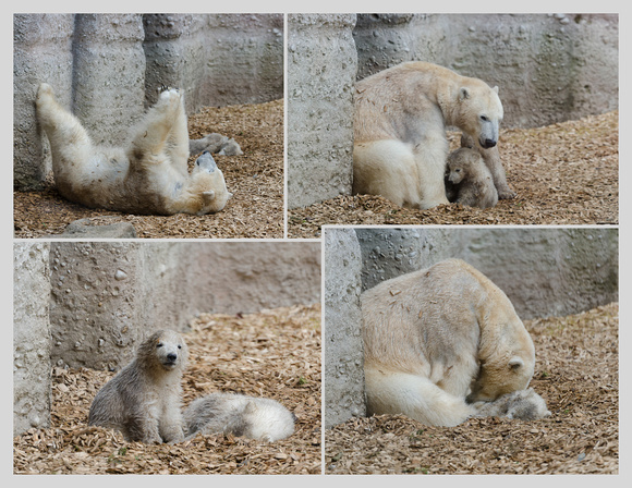 Die Eisbärenbabies Nela und Nobbi mit der Mamma Giovanna
