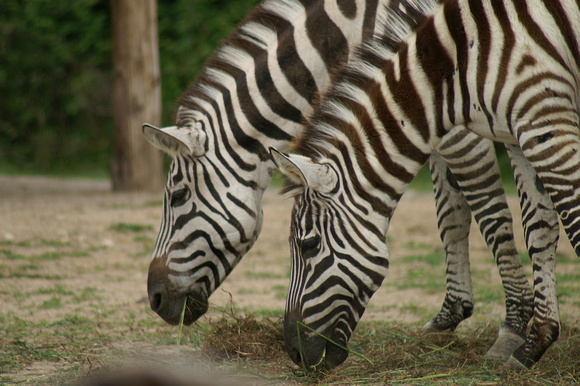 Zebras in Affi